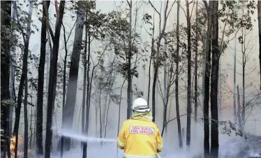  ??  ?? A FIREFIGHTE­R manages a controlled burn near Tomerong, Australia, earlier this month. As of early this year, fires have consumed about 40 000 square miles of Australia this fire season and scientists say the effects on the nation’s forests could be long-lasting.