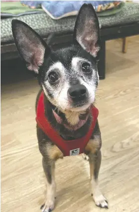 A DOGGONE MATCH - PressReader