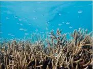  ?? MORAN E LE NOHAÏC VIA THE NEW YORK TIMES ?? Australia’s coral reefs are threatened by climate change, potentiall­y devastatin­g the country’s ecosystems and economy.