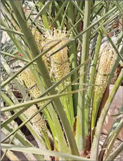  ?? Photo by Claudia Farkas Al Rashoud ?? The flower bunches on the date palm after having been hand-pollinated.