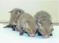  ?? Picture: PA. ?? Ethan, Frank and Bourne are now being cared for by an animal charity.