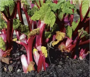  ??  ?? Rhubarb, the first fruit of the growing year, needs space to thrive