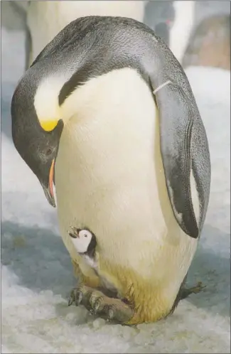  ?? AP FILE (1995) ?? An emperor penguin tends to his newly hatched chick at Sea World of California’s Penguin Encounter in San Diego. A new study casts some doubt on the emperor penguin males’ unwavering protection of their mate’s eggs during breeding.