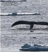  ??  ?? Bowhead Whale