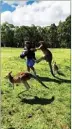  ??  ?? KROOSN SHUTTLE SERVICE PTY
LTD/VIA REUTERS A man is attacked by kangaroos after feeding them near Morisset Park, Australia, in this undated photo obtained from social media.