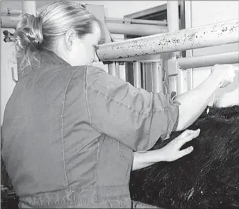  ?? File photo ?? Whether getting a vet to do it (above) or doing it themselves, beef producers should do their utmost to make sure their herds are vaccinated.