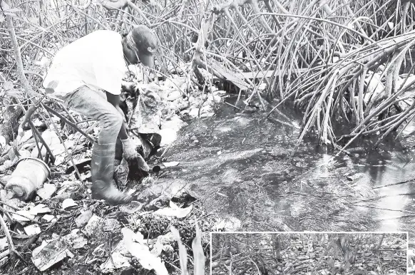  ?? PHOTOS BY CHRISTOPHE­R SERJU ?? This worker struggles to pull a large piece of plastic from the wetland where it had been embedded for some time.