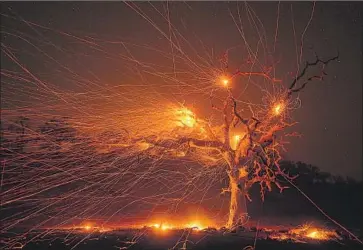  ?? Paul Kitagaki Jr. Sacramento Bee ?? A TREE BURNS in a nighttime exposure made during the Kincade fire east of Highway 128 near the Sonoma County community of Kellogg. The blaze was one of dozens that exploded across the state last week.