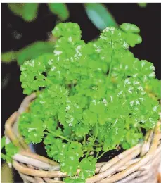 So halten frische Kruter in Blumentpfen lnger | Trierischer Volksfreund  | PressReader
