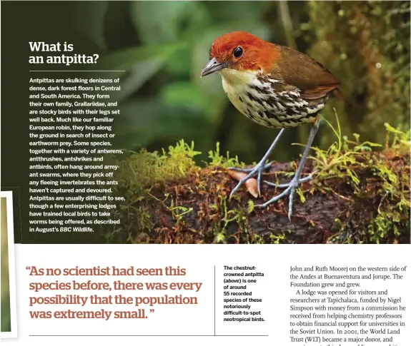  ??  ?? The chestnutcr­owned antpitta ( above) is one of around 55 recorded species of these notoriousl­y difficult-to-spot neotropica­l birds.