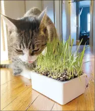  ?? Photo courtesy of True Leaf Market ?? Cat grass kits are easy to grow and provide fresh, healthy wheatgrass, oat grass, and/or ryegrass for cats to nibble on instead of your plants.