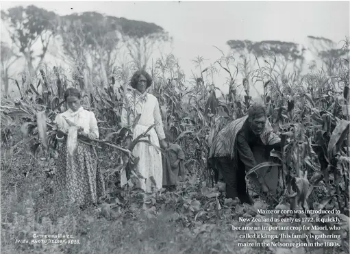  ??  ?? Maize or corn was introduced to New Zealand as early as 1772. It quickly became an important crop for Maori,¯ who called it kanga.¯ This family is gathering maize in the Nelson region in the 1880s.