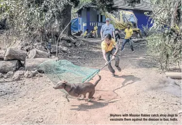  ??  ?? Workers with Mission Rabies catch stray dogs to vaccinate them against the disease in Goa, India.
