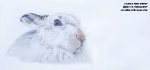  ??  ?? Mountain hares are now protected, meaning they can no longer be controlled