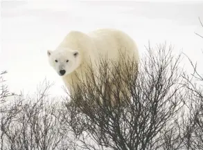  ?? JAMES SNELL / POSTMEDIA NEWS FILES ?? Officials didn't have proper equipment or tranquilli­zers needed to handle a 650-pound
polar bear (not shown), said Sylvain Marois with Quebec's Wildlife Department.