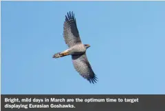  ?? ?? Bright, mild days in March are the optimum time to target displaying Eurasian Goshawks.