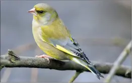  ?? Picture: R Sutton/getty ?? The number of greenfinch­es in Britain has declined by more than one million over the last 15 years and the species could now be put on the ‘endangered’ list