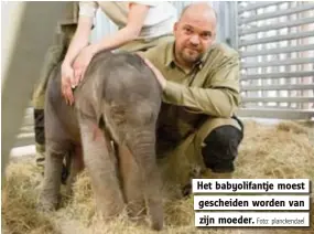  ?? Foto: planckenda­el ?? Het babyolifan­tje moest
gescheiden worden van
zijn moeder.