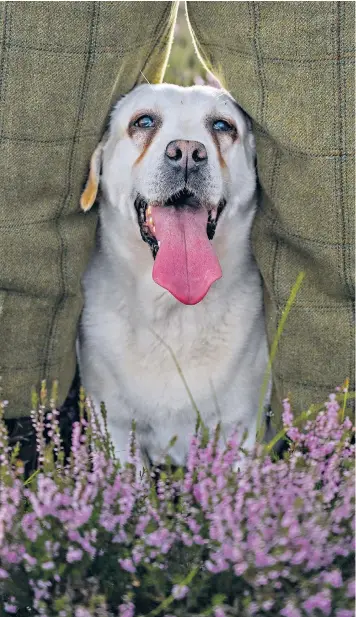  ??  ?? Tika, a labrador gun dog, is ready for work in the heather on the Lammermuir­s in the Scottish Borders as the grouse season begins