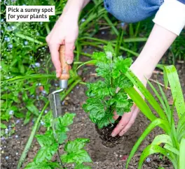  ?? ?? Pick a sunny spot for your plants