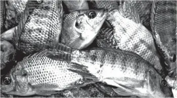  ??  ?? TILAPIA is the world’s second most important cultured fish in the world.