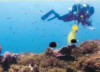  ??  ?? Jennifer Magel, who recently graduated from UVic with a master’s degree in biology, surveys the reef at Christmas Island (Kiritimati) in 2017. She was co-author of a study published in the Ecological Society of America journal last month.