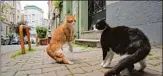  ??  ?? Das Projekt Katzen Videos garantiere­n in den sozialen Netzwerken stets beste Quoten. Nun sollen die Samtpfoten auch die Leinwand erobern. Bei der Doku folgt die Kamera sie ben verschiede­nen Straßenkat­zen in Istanbul. Ausge dacht hat sich dieses Konzept...