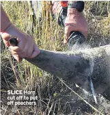  ??  ?? SLICE Horn cut off to put off poachers