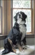  ??  ?? Libby rules
over the Calkins home. Calkins decided to breed his beloved dog Libby
because Bernese mountain dogs have short life spans, and
he wanted another one just like her. He had been trying to breed
her for two years. When a successful...