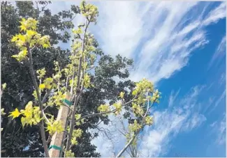  ?? Photograph­s by Chris Erskine Los Angeles Times ?? FRIENDS PLANTED THIS sapling, which seems to reach for the clouds, in Christophe­r’s honor.