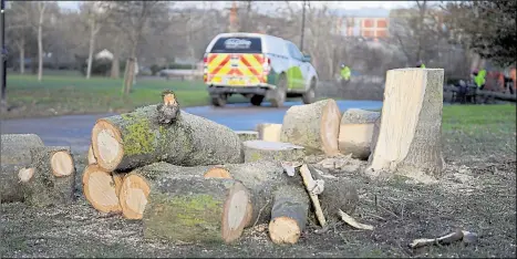  ??  ?? Landscapin­g contractor Aspire started felling 21 trees along Jemmett Road this week