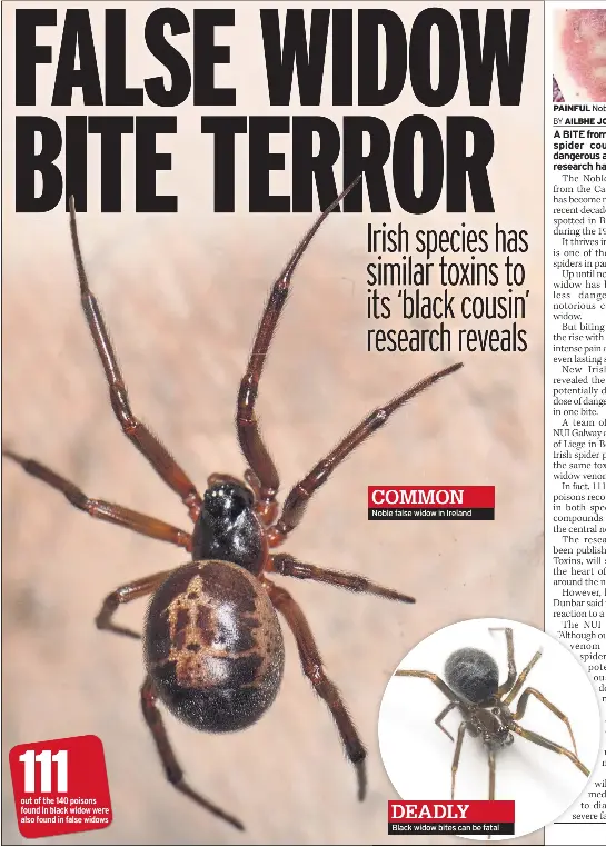  ??  ?? COMMON Noble false widow in Ireland
DEADLY
Black widow bites can be fatal
PAINFUL