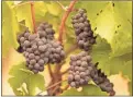  ?? AP-Eric Risberg, File ?? Grapes with ash on them hang in a vineyard that was blanketed by smoke from wildfires in Sonoma, Calif.