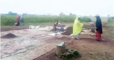  ??  ?? Women sort out Zobo for packaging