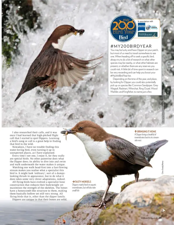  ??  ?? ÈTASTY MORSELS Dippers mainly feed on aquatic invertebra­tes, but will also take small fish BRINGING IT HOME A Dipper brings a beakful of invertebra­tes back to its streamside nest