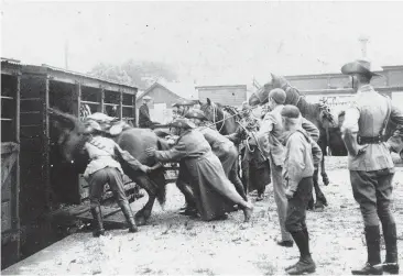  ??  ?? Gippsland Lighthorse Troopers assisting some unwilling horses to be loaded into the stock cars on the Warragul Station during world War 1 1914.Photograph courtesy Warragul and District Historical Society.