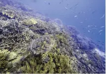  ?? SAM MCNEIL/AP FILE ?? A sea turtle swims over coral on Moore Reef off the coast of eastern Australia in 2022. For the first time, United Nations members have agreed on a unified treaty to protect biodiversi­ty in the high seas.