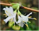  ?? ?? WINTER: LONICERA PURPUSII ‘WINTER BEAUTY’
Fragrant winter honeysuckl­e that makes a deciduous, if slightly scruffy shrub. H and S1.8m (6ft)