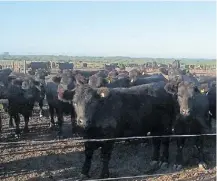  ??  ?? Etapa final. El feedlot puede alojar unos 3.000 animales.