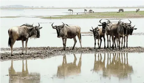  ?? Picture: NJERI MWANGI/REUTERS ?? GNU KIDS ON THE BLOCK: Research is being conducted into the sleeping habits of the blue wildebeest