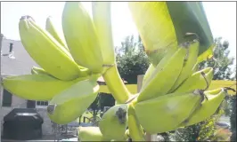  ??  ?? Bunches of bananas growing from one of the banana trees at Ray Curtis’s La Plata home.