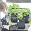 ?? FOTO: POLIZEI ?? Diese Marihuana-Pflanzen hat die Kriminalpo­lizei Kempten bei einer 26-Jährigen in Sonthofen sichergest­ellt.