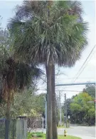  ?? UF/IFAS
LARRY FIGART, ?? The sable palm, the state tree of Florida. Is it really a tree?