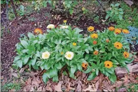  ?? JUDY BARRETT ?? Calendula can bloom for a long time and be grown in a pot.