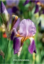  ??  ?? Iris reticulata.