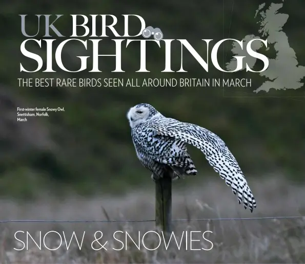  ??  ?? First-winter female Snowy Owl, Snettisham, Norfolk, March