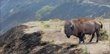  ?? Lori Shepler Los Angeles Times ?? THE AMERICAN BISON on Catalina Island are not native; about 14 were brought in for a silent film shoot in 1924. The herd stands at about 135 today, but an L.A. County fire official said attacks on humans are rare.