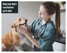  ??  ?? Keep your dog’s vaccinatio­ns up to date