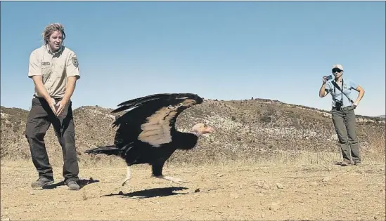  ?? Mel Melcon Los Angeles Times ?? A MALE CONDOR takes flight north of Fillmore after being released by U.S. Fish and Wildlife biologist Joseph Brandt, left. The scavengers were once nearly extinct.