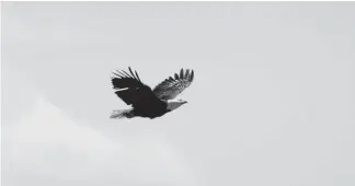  ?? Andy Cross, The Denver Post ?? A bald eagle flies toward a nest at the Standley Lake Regional Park and Wildlife Refuge on Wednesday.